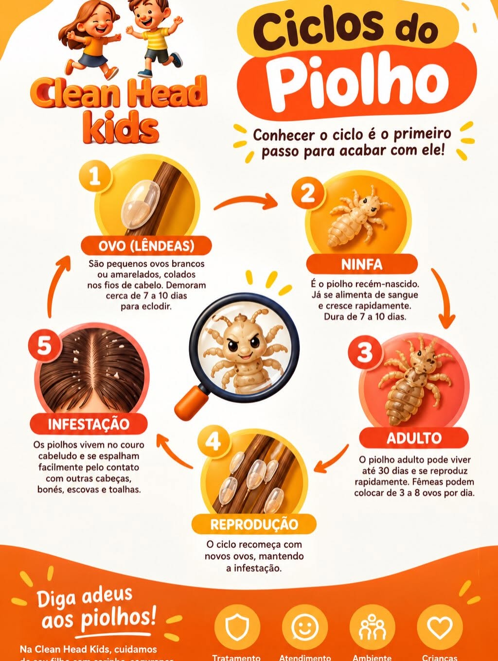 Infografia educativa sobre o ciclo do piolho